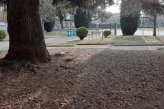 GIARDINO DI ENTRATA
